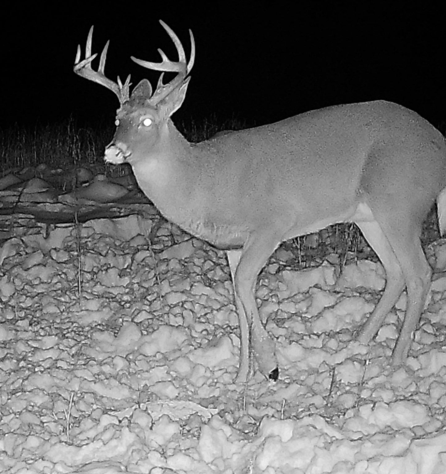 Acorn Cut "Deer Crack" Attractant