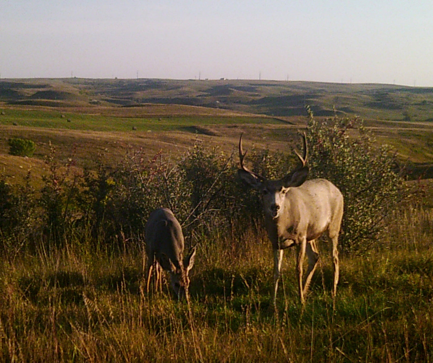 The Original “Deer Crack” Attractant