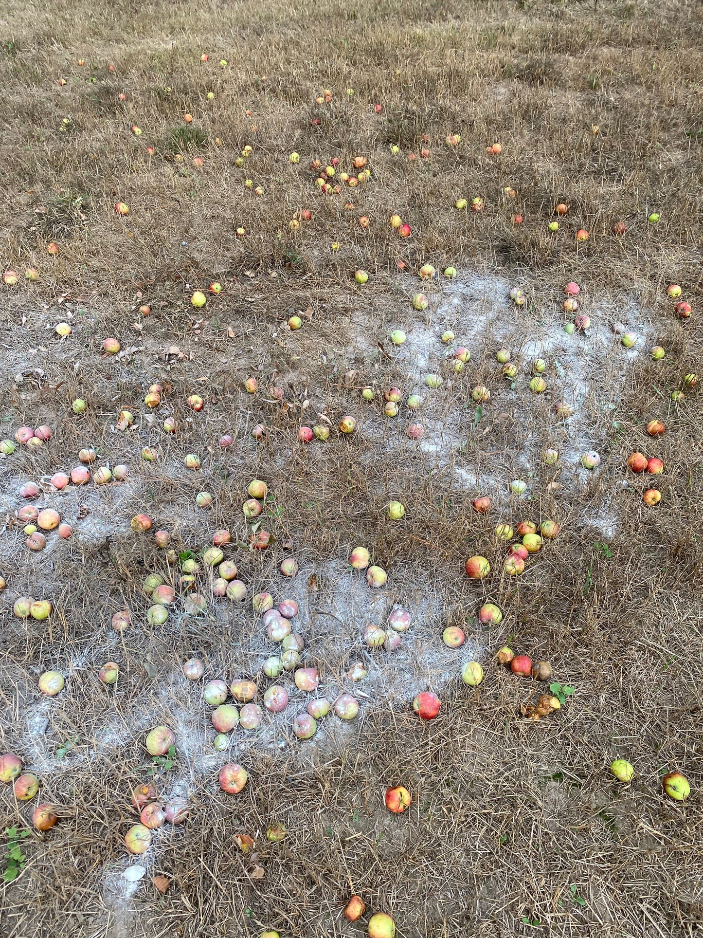 Acorn Cut "Deer Crack" Attractant