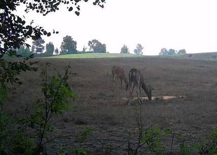 Acorn Cut "Deer Crack" Attractant
