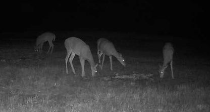 The Original “Deer Crack” Attractant